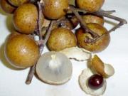Euphoria longan 